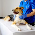 gastrite cane veterinario