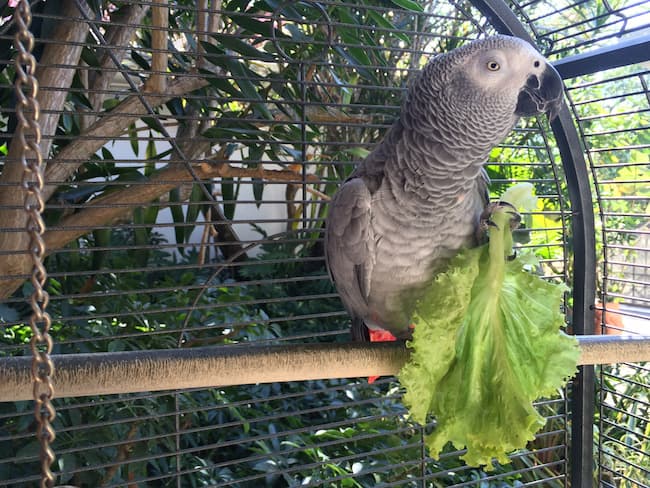 uccelli insalata pappagallo