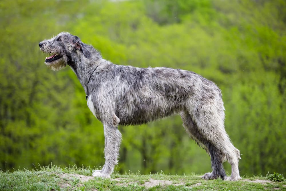 Irish-Wolfhound-levriero-irlandese-carattere