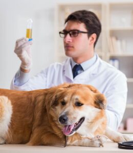 esame-urine-cane-aspetto