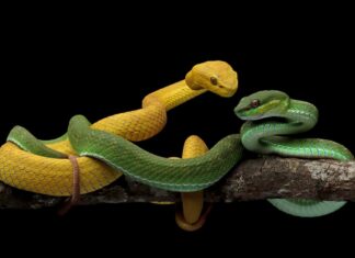 riproduzione-serpenti