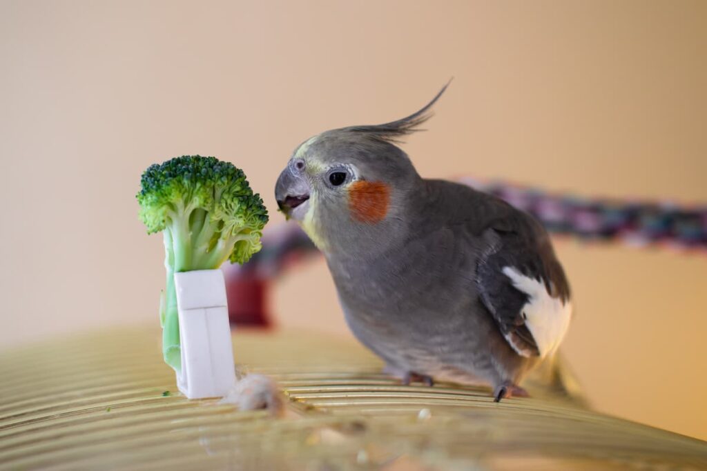verdura-uccelli-pappagallo