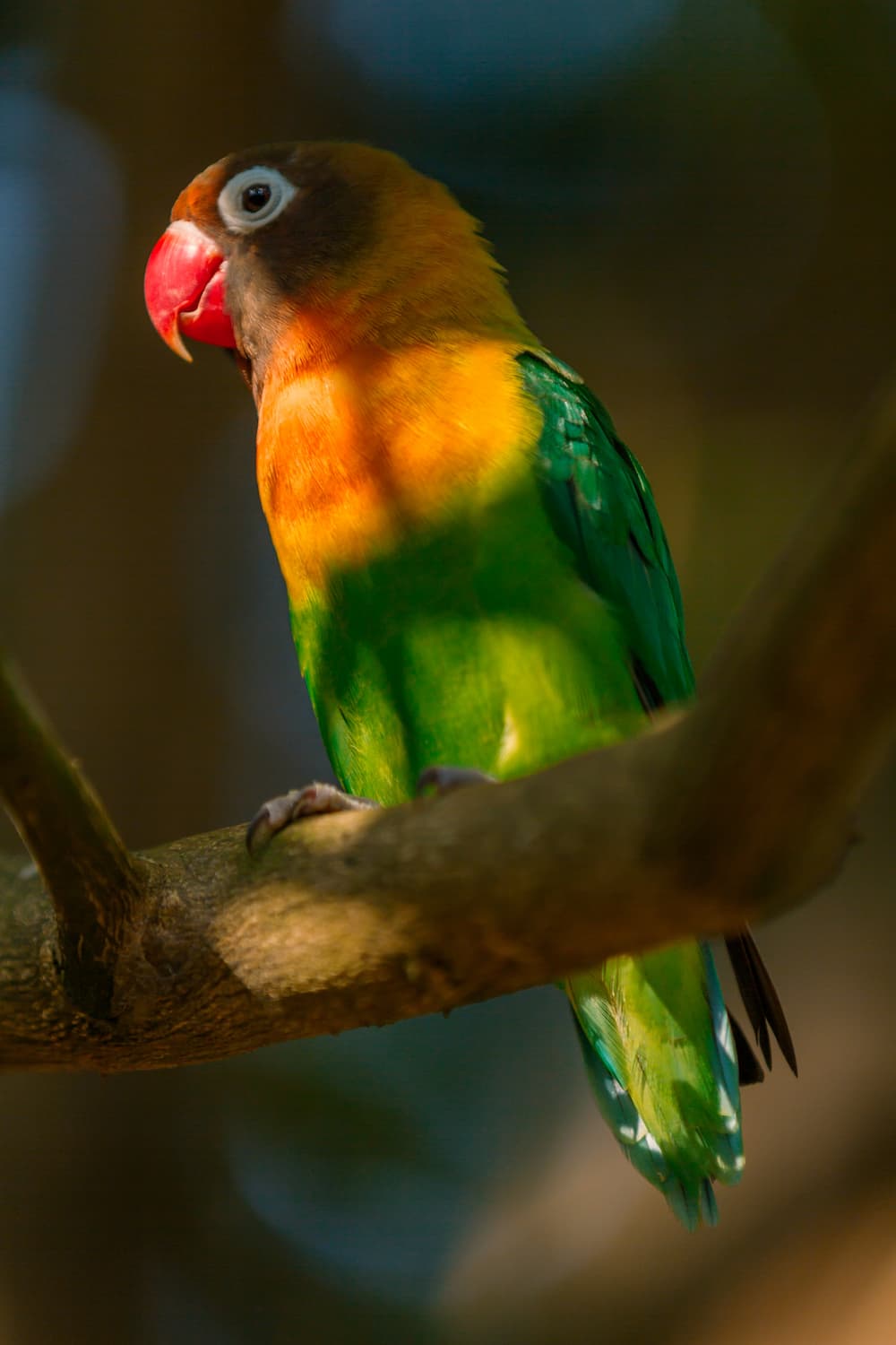 pappagallo-verticale
