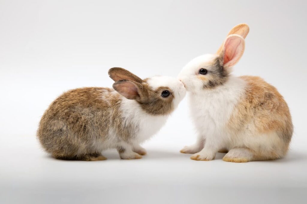 sesso-coniglio-coppia