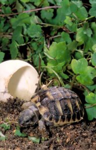 uova-nascita-tartaruga
