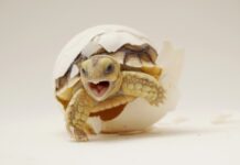 uova-tartaruga-piccola-incubatrice