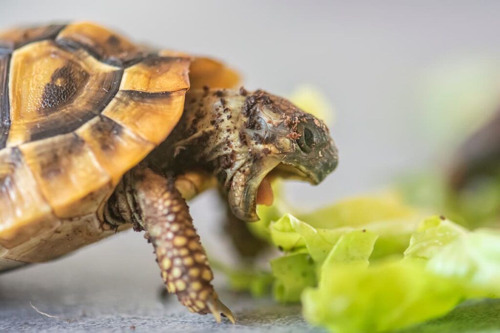 alimentazione-tartarughe-verdure