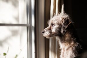 cane-triste-alla-finestra