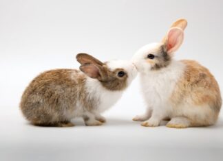 coppia-coniglio-quando-fare-sterilizzazione