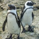 coppia-pinguini-africani