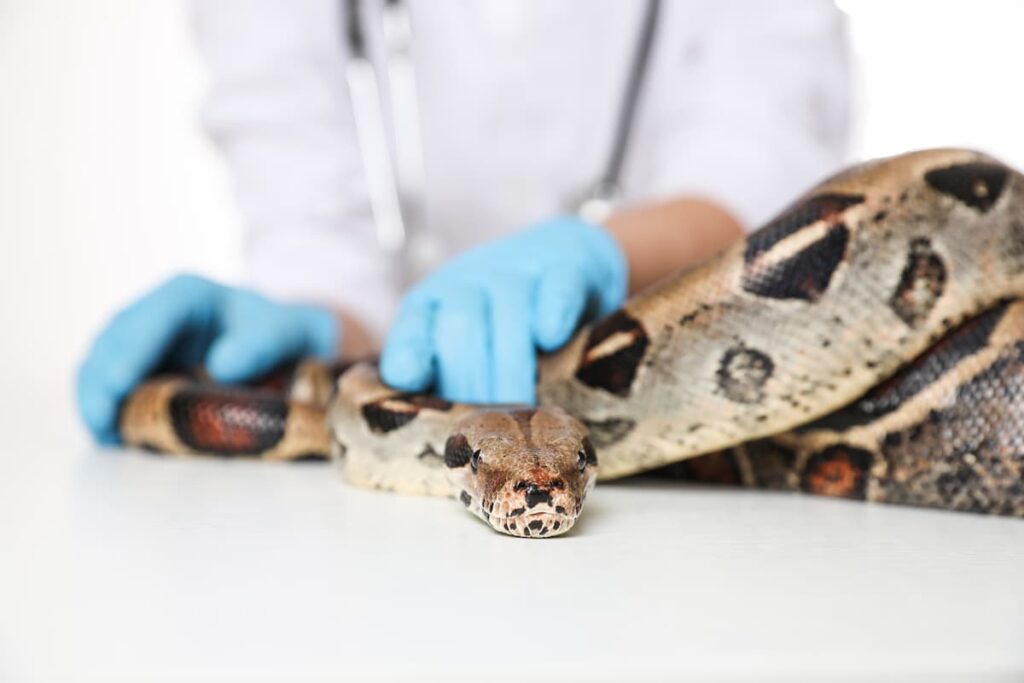 serpente-non-mangia-veterinario