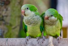 due-pappagallo-parrocchetto