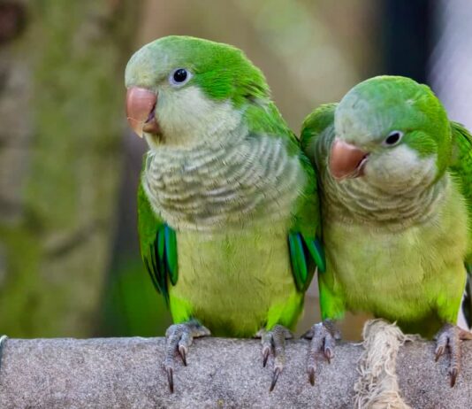 due-pappagallo-parrocchetto