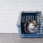 gatto-nel-trasportino