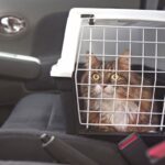 gatto-nel-trasportino-in-macchina