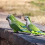 pappagalli-parrocchetto-in-un-parco