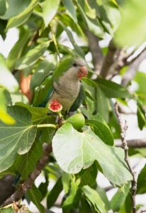 pappagallo-parrocchetto-mangia-fico-da-albero