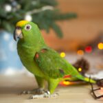 Natale-e-uccelli-domestici