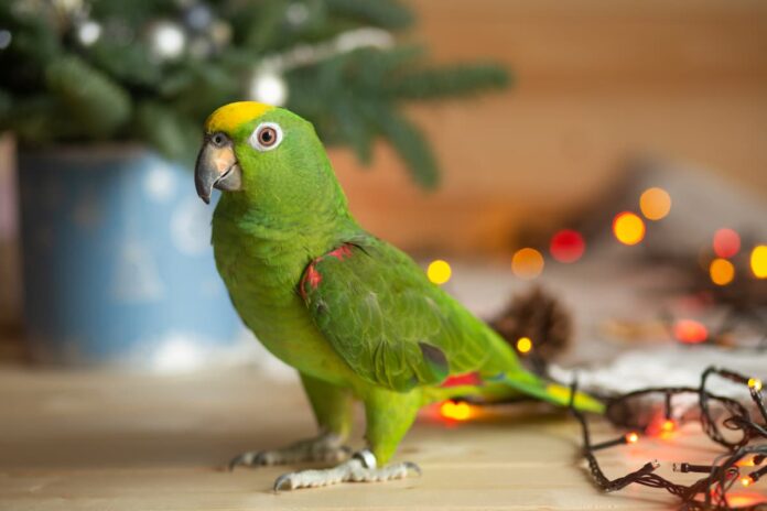 Natale-e-uccelli-domestici