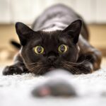gatto-nero-che-gioca