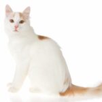 gatto-turco-van-profilo