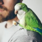 pappagallo-su-spalla-uomo
