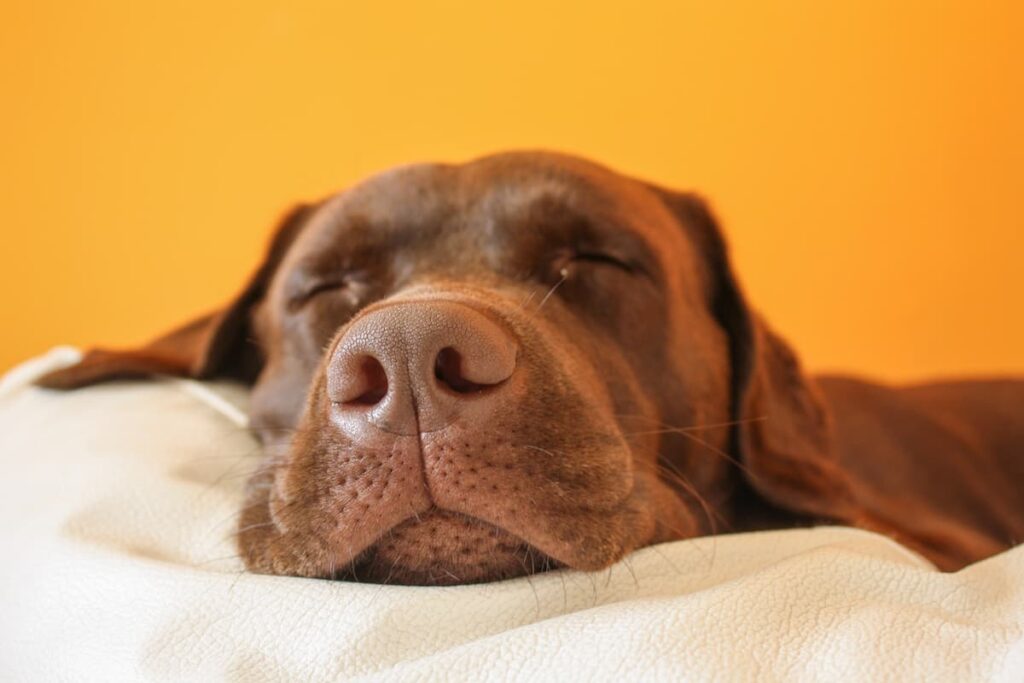 sonno-nel-cane-e-benessere