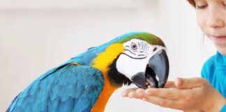 uomo-pappagallo