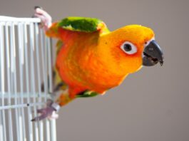 pappagallo-sopra-gabbia