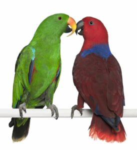 coppia-pappagallo-ecletto
