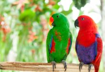 pappagallo-ecletto