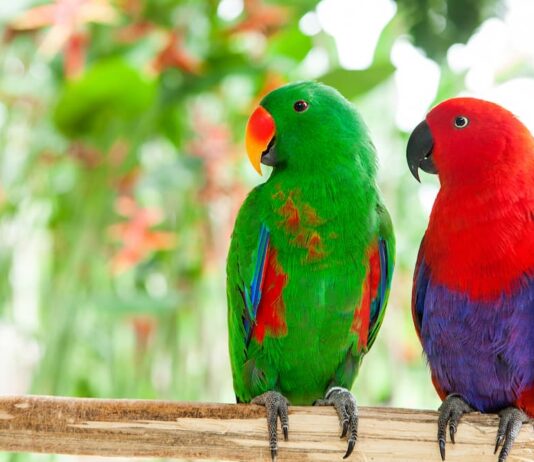 pappagallo-ecletto