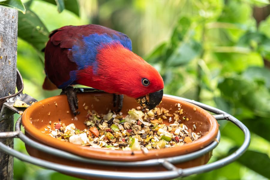 pappagallo-ecletto-che-mangia