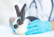 vaccino-coniglio-da-veterinario