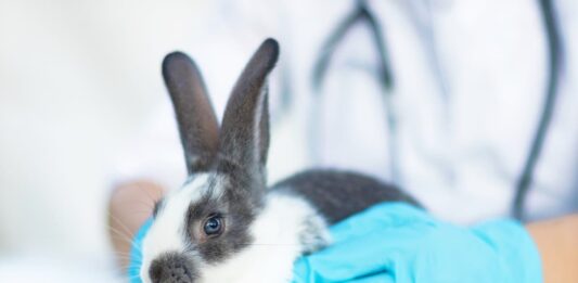 vaccino-coniglio-da-veterinario